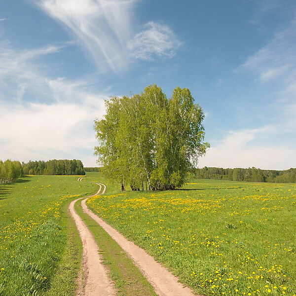 Geschwungener Feldweg führt durch eine grüne Wiese zu einer Baumgruppe am Horizont.