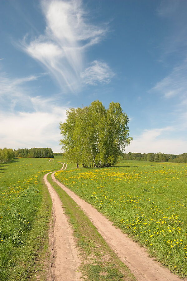Geschwungener Feldweg führt durch eine grüne Wiese zu einer Baumgruppe am Horizont.