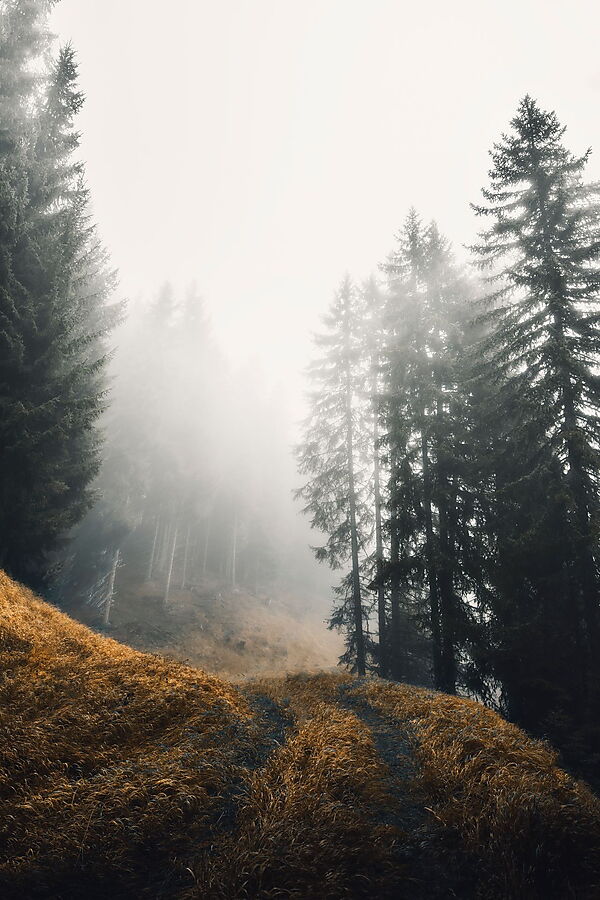 Schmaler Waldweg, der zwischen hohen Bäumen allmählich im Nebel verschwindet