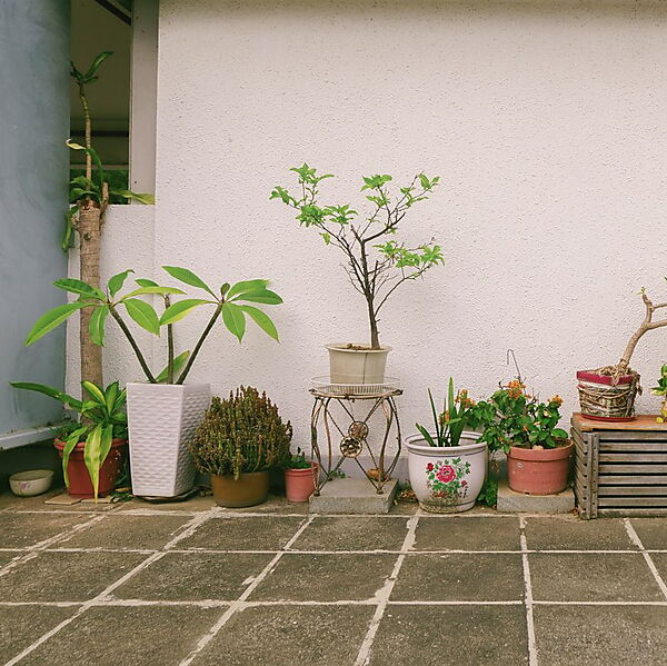 Unterschiedlich hohe Pflanzen in verschiedenen Pflanzgefäßen bilden vor einer weißen Wand ein ruhiges Gartenarrangement.