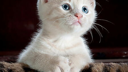 Kleines weiß-graues Kätzchen liegt auf einem gemusterten Stoff – Symbolbild für Haustiermotive und die Bedeutung von Fellstruktur, Augen und Kontrast bei Foto-Sets.