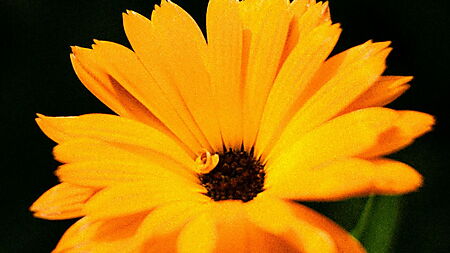 Nahaufnahme einer einzelnen gelben Blüte vor dunklem Hintergrund als einfaches Motiv für Anfänger beim Acrylmalen.