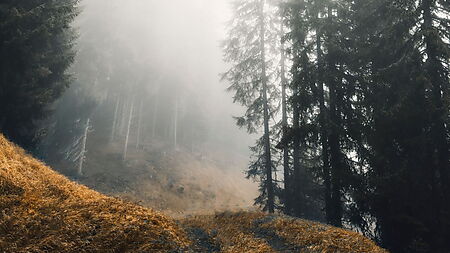 Schmaler Waldweg, der zwischen hohen Bäumen allmählich im Nebel verschwindet