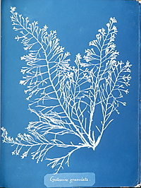 Helle, fein verzweigte Meeresalge vor tiefblauem Grund; darunter der handschriftliche Name „Cystoseira granulata“.