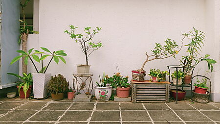 Unterschiedlich hohe Pflanzen in verschiedenen Pflanzgefäßen bilden vor einer weißen Wand ein ruhiges Gartenarrangement.